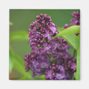 Recherche de floral pourpre rose magnets Violet