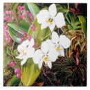 Suche nach orchid fliesen Pflanze