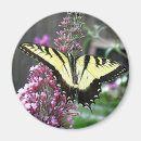 Recherche de de papillon de machaon refrigérateur magnets Insectes