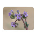 Recherche de pourpre de fleur magnets Fleurs