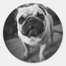 Recherche de carlins mignons autocollants Animaux domestiques