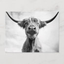 Suche nach heilige kuh postkarten Ranch