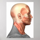 Suche nach menschliches gesicht poster Gesichtsmuskeln