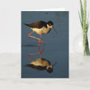 Suche nach der vogel karten Fotografie