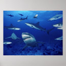Suche nach haifisch poster Leben