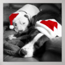 Suche nach pitbull poster Welpe