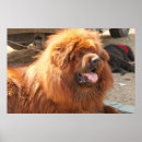 Suche nach mastiff poster Haustiere