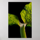 Suche nach hosta poster Blätter