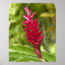 Suche nach polynesische poster Insel