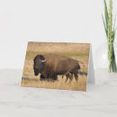 Recherche de yellowstone vœux cartes Bison