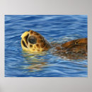 Recherche de tête de tortue Vie marine