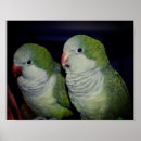 Suche nach quaken poster Vogel