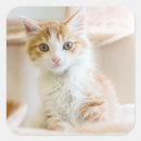 Recherche de chat orange autocollants Mignon