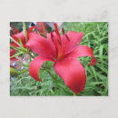 Recherche de lièvre cartes postales Plante