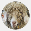 Suche nach niedliche ziege aufkleber Ziegen