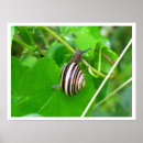 Recherche de et escargot posters Mollusque