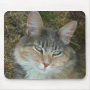 Recherche de chat maison tapis souris Chatte