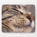 Recherche de chat rayé tapis souris Tabby