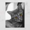 Suche nach mit katze postkarten Kitty