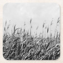 Recherche de paysage marin dessous de verres Photographie