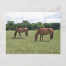 Recherche de deux chevaux cartes postales Photographe