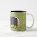 Recherche de veau tasses Vache