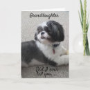 Suche nach shih tzu geburtstag karten Fotografie