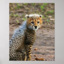 Recherche de jubatus posters Faune