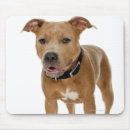 Recherche de chiot pitbull tapis souris Animal