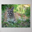 Suche nach puma das tier poster Säugetier