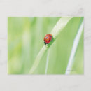 Recherche de lames cartes postales Vert