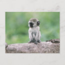 Suche nach primates postkarten Niedlich