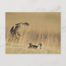 Suche nach loup Chuck