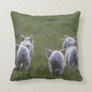 Recherche de porcelets coussins Porcs
