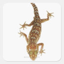 Suche nach reptilien aufkleber Gecko