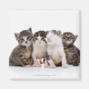 Recherche de chat japonais magnets Félin