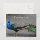 Recherche de paons cartes postales Animaux