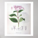 Suche nach rosa hydrangea poster Hübsch