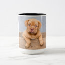 Recherche de dogue de bordeaux tasses Amoureux des chiens