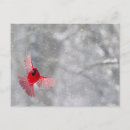 Suche nach fackel postkarten Rot