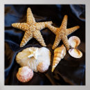 Suche nach strand muscheln poster Seestern