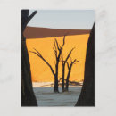 Recherche de désert de namib cartes postales Arbre
