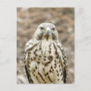 Recherche de copies cartes postales Photographie