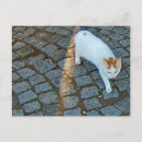 Recherche de petit chat cartes postales Chats