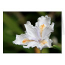 Recherche de iris blanc Floral