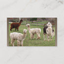 Suche nach alpaka visitenkarten Peru