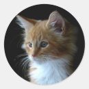 Recherche de chat de gingembre autocollants Orange