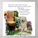 Suche nach old english sheepdog poster Schafe