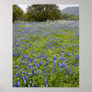 Suche nach hügelland Lupine