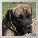 Suche nach großer hund poster Mastiff